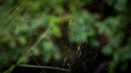 cobweb in the forest