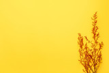 Fototapeta Dmuchawce - Yellow blank background with space for text. Copy space. Top view. Minimal composition with red dried grass decoration. Concept photo