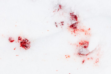 Canvas Print - Red blood on white snow as a background