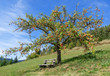 Apfelbaum voll reifer roter Äpfel und mit darunterstehender Bank an einem Hang im Herbst