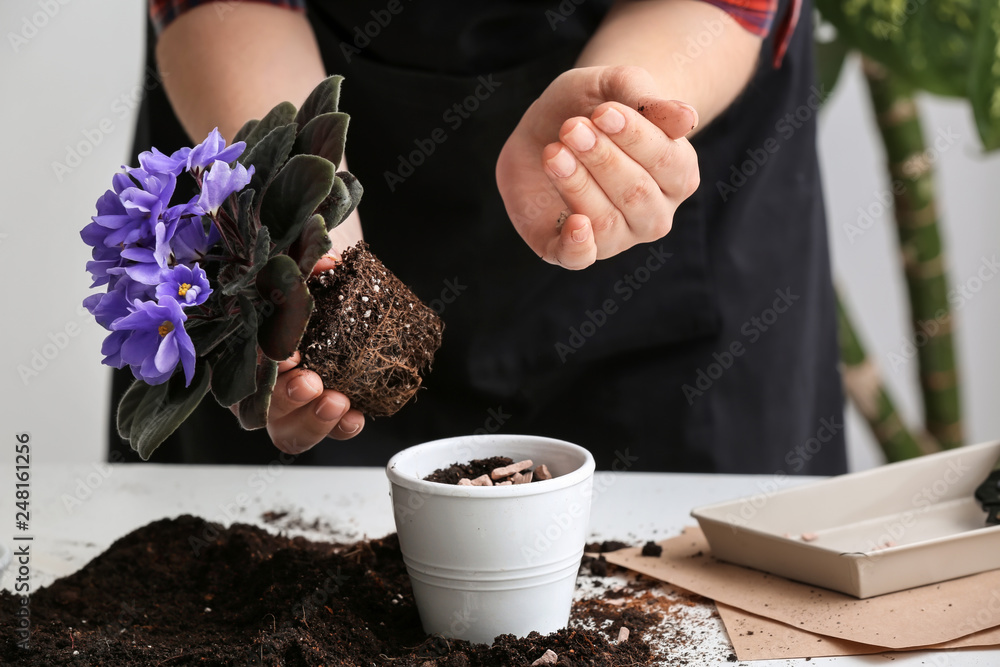 Woman repotting fresh plant at table