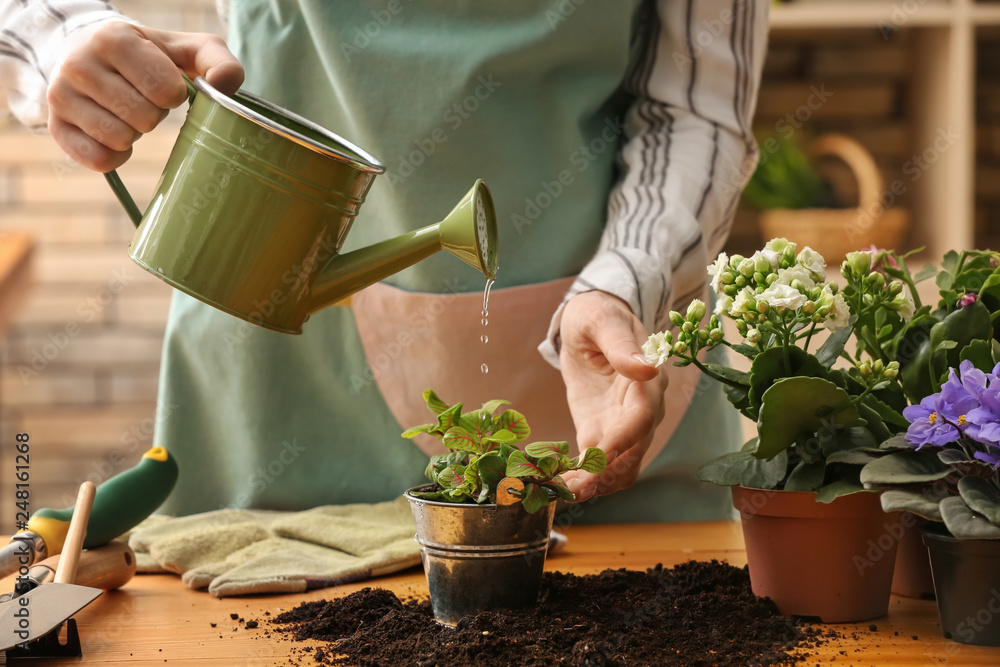 Woman pouring fresh water on plant in pot