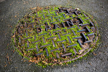 Moss-Covered Manhole Cover