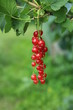 berries of currant on branch