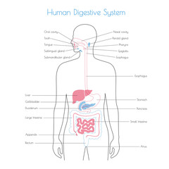 Canvas Print - Vector isolated illustration of digestive system