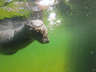 Wall Mural - Swimming seal