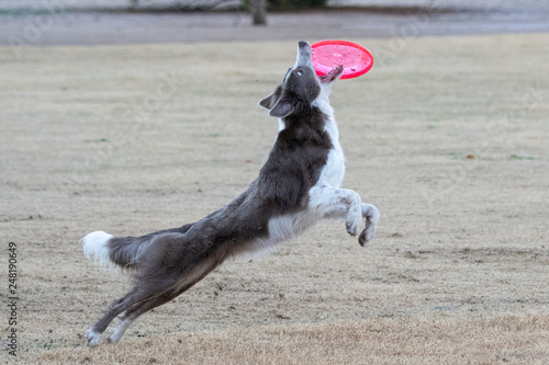 Plakat Brązowy pies próbuje złapać różowy dysk