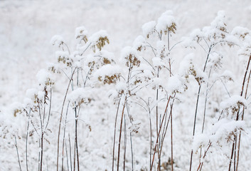 Canvas Print - Meadow under the snow