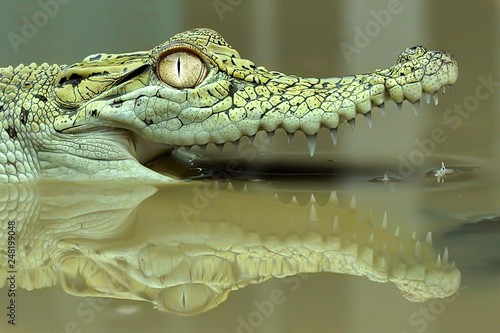 Zdjęcie XXL zbliżenie krokodyla