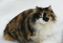 Beautiful Colored Cat On Snow Background In Winter Season