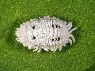 Wall Mural - Cotton mealybug, Phenacoccus solenopsis (Hemiptera: Pseudococcidae) is the dangerous pest of different plants, including economically important tropical fruit trees and ornamental plants 