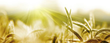 Getreide ähren Sonne Natur Banner