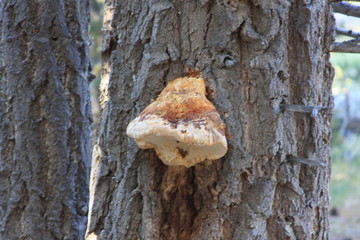 Tree Fungus