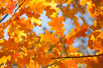 Wall Mural - Autumn leaves background. Red oak tree branch with colorful yellow orange brown leaves. Beautiful foliage, seasonal fall landscape