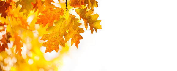 Wall Mural - Autumn background with oak leaves. Colorful foliage in the autumn park. white background, copy space