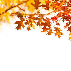 Wall Mural - Autumn maple leaves on white background. Beautiful autumn park tree foliage frame. Copy space