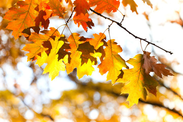 Canvas Print - Autumn leaves background. Red oak tree branch with colorful yellow orange brown leaves. Beautiful foliage, seasonal fall landscape