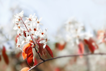 Wall Mural - Beautiful sunlight spring park nature, red tree branch with white flowers and fresh red leaves. Soft tender minimal blossoming springtime background. Shallow depth of field, selective focus. Copy