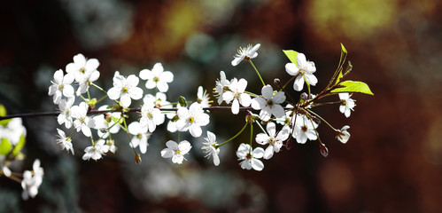 Wall Mural - Soft tender blossoming springtime branch. Beautiful sunlight spring park nature, tree branch with white flowers and first leaves. Shallow depth of field, selective focus.