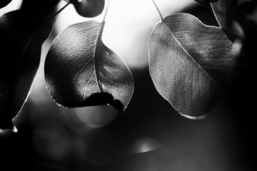 Wall Mural - Monochrome photo wild peach leaves. Beautiful black white tree leaves sunny day springtime nature scene. Shallow depth of field