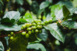 Kaffeepflanze auf einer Kaffeefarm in Kolumbien bei Salento