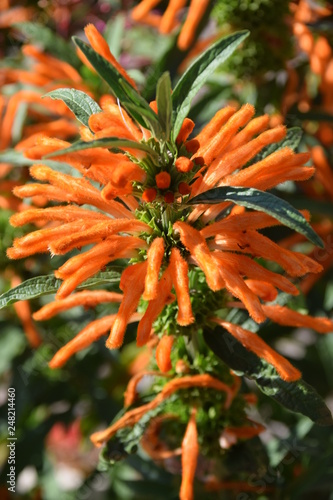 Fleur Orange Plante Arbuste Stock Photo Adobe Stock