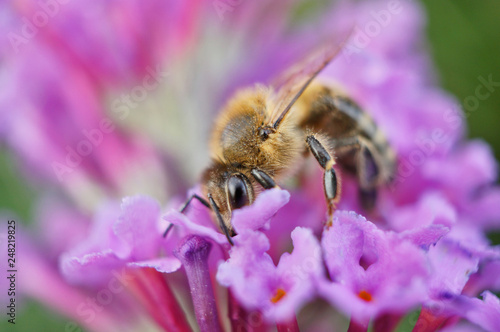 Plakat Owad - pszczoła