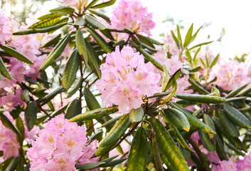 Beautiful Rhododendron flowers in spring park.