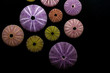 © tadeas - Isolated sea urchins on black background. Beautiful colorful shells from exotic nature.