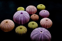 Isolated Sea Urchins On Black Background. Beautiful Colorful Shells From Exotic Nature.