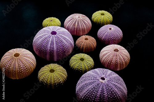 Isolated Sea Urchins On Black Background Beautiful Colorful