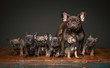 Litter of French Bulldog puppies with mom