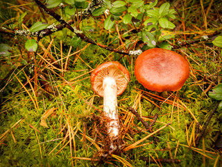 Wall Mural - Mushrooms in the forest