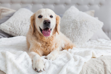 Happy smiling golden retriever puppy dog in luxurious bright colors classic eclectic style bedroom with king-size bed and bedside table. Pets friendly  hotel or home room.