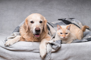 Happy young golden retriever dog and cute mixed breed ginger cat under cozy tartan plaid. Animals warms under black and white blanket in cold winter weather. Friendship of pets. Pets care concept.