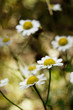 Pharmacy chamomile is medicinal plant, Daisy medicinal, bokeh in the background