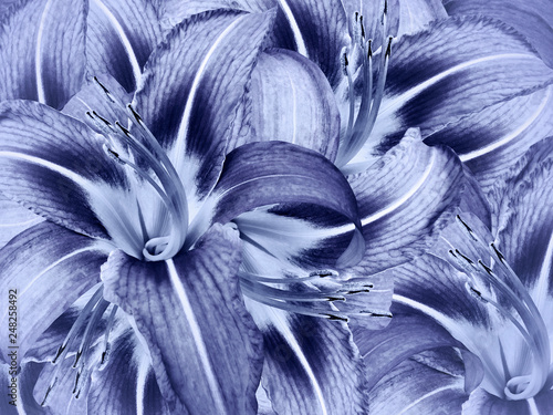 Floral Blue Background Flowers Light Blue Lily Close Up Lilies Petals Nature Buy This Stock Photo And Explore Similar Images At Adobe Stock Adobe Stock Floral Blue Background Flowers Light Blue Lily Close Up Lilies Petals Nature Buy This Stock Photo And Explore Similar Images At Adobe Stock Adobe Stock