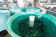 Tanks inside of a fish hatchery breed tiny Rainbow Trout to stock in nearby lakes