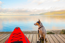 Early Sun Sends Glow To Dog Sitting By Red Kayak On Dock