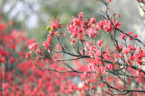 春の野鳥 梅にメジロ メジロ 紅梅 春イメージ 春風景 グリーン Stock Photo Adobe Stock