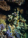 Fototapeta Do akwarium - Underwater colorful photo of coral reef and tridacna clam
