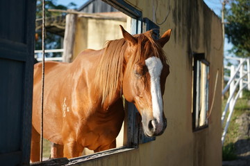 horses in stable