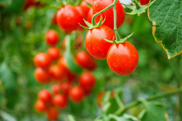 Fresh ripe red tomatoes plant growth in organic greenhouse garden ready to harvest