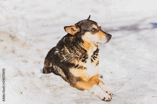 Zdjęcie XXL Ładny pies na zewnątrz z żółtymi oczami w zimie