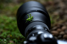 Grasshopper Above The Camera Lens