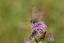 A Rare White-letter Hairstreak Butterfly (Satyrium W-album) Nectaring On A Thistle Flower.	