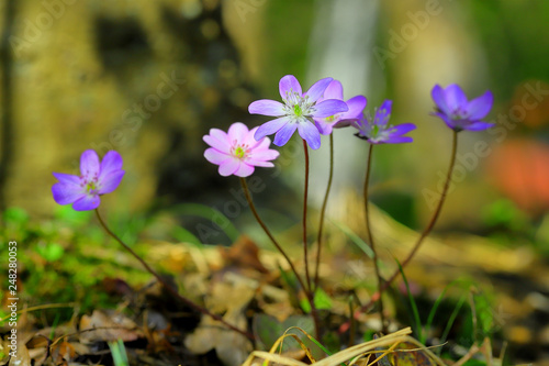 雪割草 ユキワリソウ 野草 早春の花 ピンク 春一番 Comprar Esta Foto De Stock Y Explorar Imagenes Similares En Adobe Stock Adobe Stock 雪割草 ユキワリソウ 野草 早春の花 ピンク 春一番 Comprar Esta Foto De Stock Y Explorar Imagenes Similares En Adobe Stock Adobe Stock