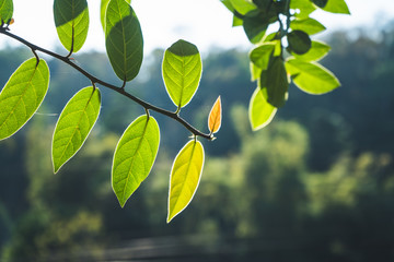 Poster - Leaves, background, leaves and evening light