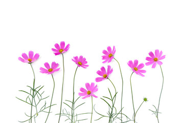Pink flowers cosmos on a white background. Top view, flat lay