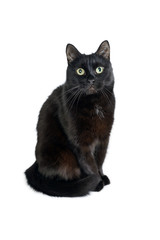 Naklejka na meble Cute black cat sitting on a white looking in camera